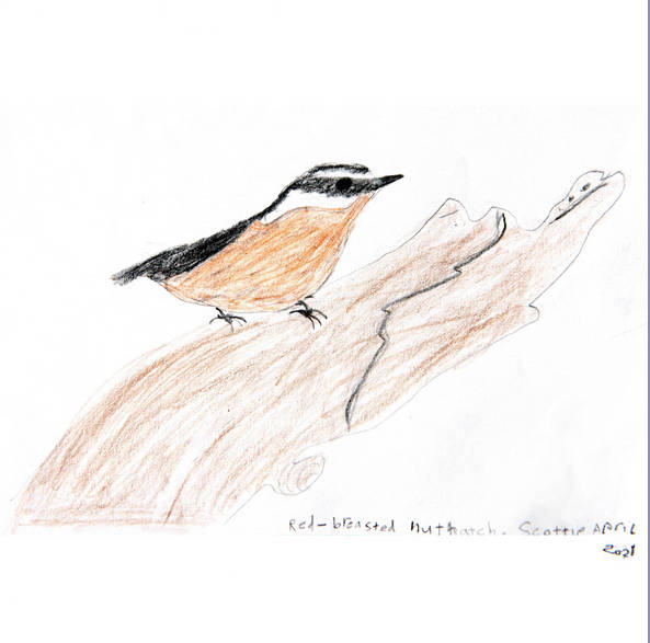 Drawing of a red-breasted nuthatch.