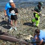 Department of Fish and Wildlife microbiologists measured the shark at 9 feet, 2 inches.  Photos courtesy of Sunny Bredice.