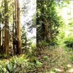 Trees on the property. Courtesy Photos