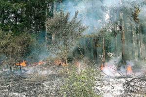 Brush and grass fires are within normal rates this summer in Kitsap County, the areas fire chiefs say, but they are concerned about the tinder-dry branches and brush that line the ground  perfect fuel for fires later this summer. (File photo)