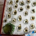 These oysters are tiny compared with other types.