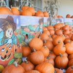Pumpkins on display at Safeway. Steve Powell/Bainbridge Island Review photos