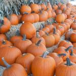 Corn stalks are used at Town and Country for their display, along with pumpkins, of course.
