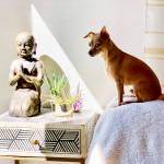 FURniture can be bought and placed with our fur babies in mind. Denise Stoughton/For the Bainbridge Island Review