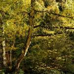 Caretakers shed at the Seabold Cemetery.
