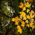 Fall colors on display along Komedal Road Northeast