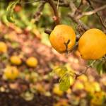 Japanese quince near the boardwalk in Eagle Harbor.