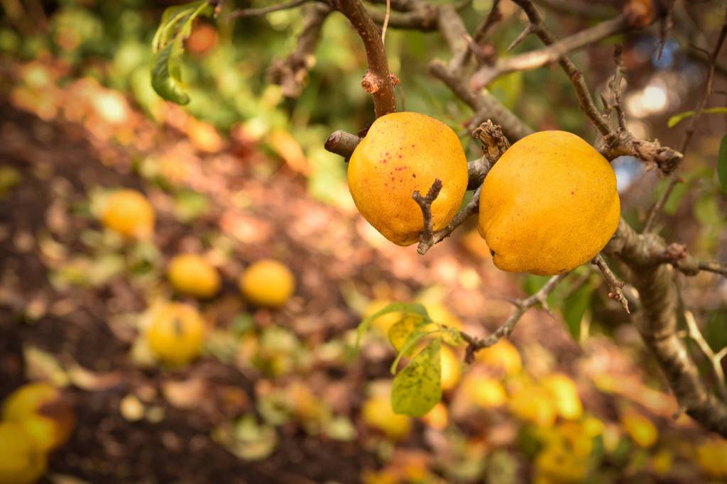 Japanese quince near the boardwalk in Eagle Harbor.