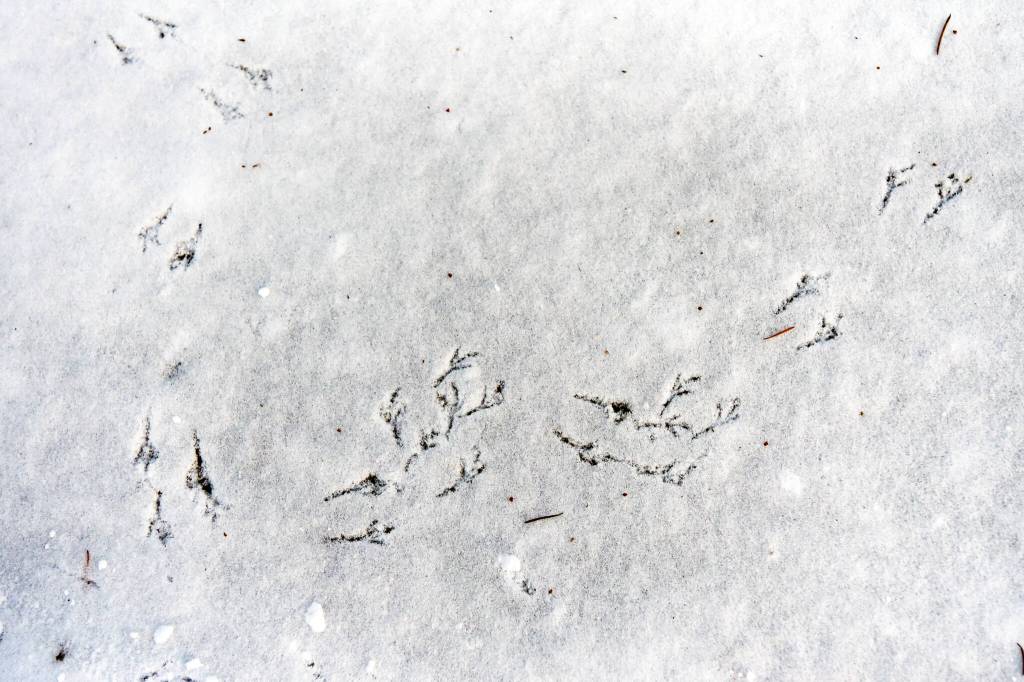 Evidence of birds looking for seeds.