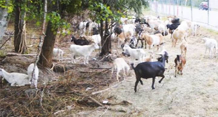 File photos
Goats were used as an environmentally friendly way to clear vegetation from the new Sakai Trail.