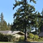 Bethany Lutheran Church is located at Finch Road and High School Road. Nancy Treder / Bainbridge Review