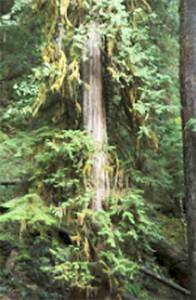 Adopt a tree. Courtesy photo