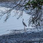 Wildlife is often seen on the bay's shores.