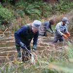 Three volunteers wearing water waders remove invasive grasses from the pond. Nancy Treder/Bainbridge Island Review photos
