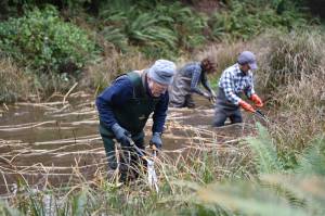 Three volunteers wearing water waders remove invasive grasses from the pond. Nancy Treder/Bainbridge Island Review photos