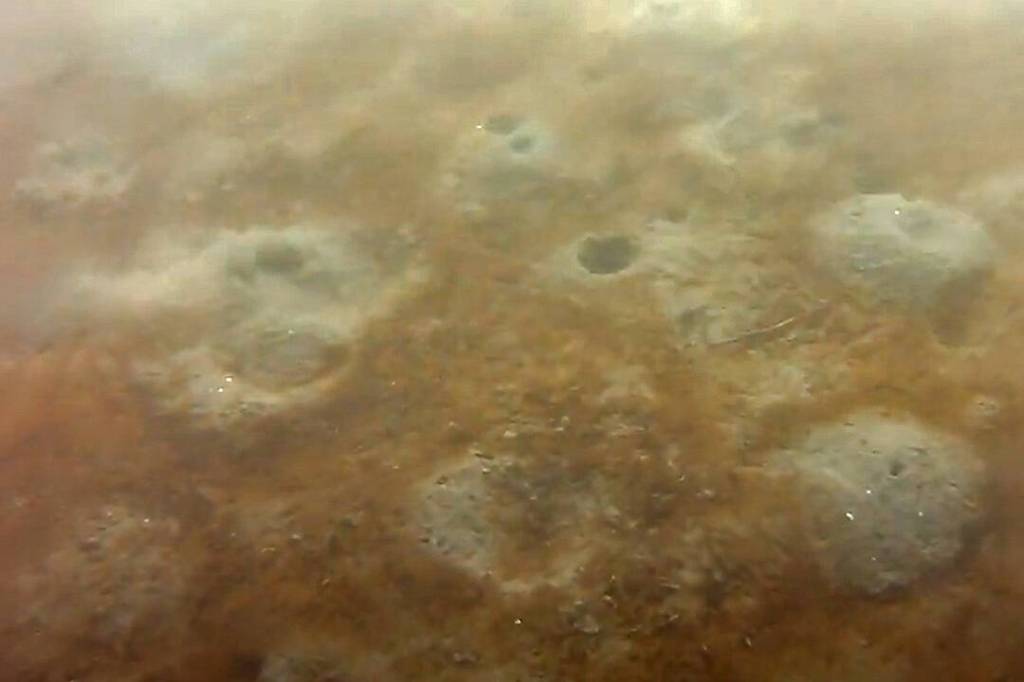 Courtesy photo
Red algae and methane holes covering on the seafloor near Port Orchard.