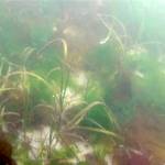 Eelgrass found in about 12 feet of water near Wing Point in Blakely Harbor.