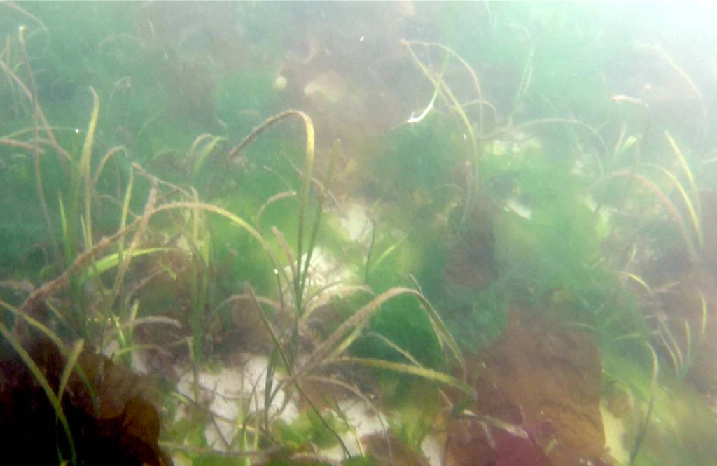 Eelgrass found in about 12 feet of water near Wing Point in Blakely Harbor.