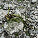 Eelgrass found near the boat ramp at Waterfront Park and City Dock on Eagle Harbor.