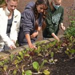 Students thinning seedlings.