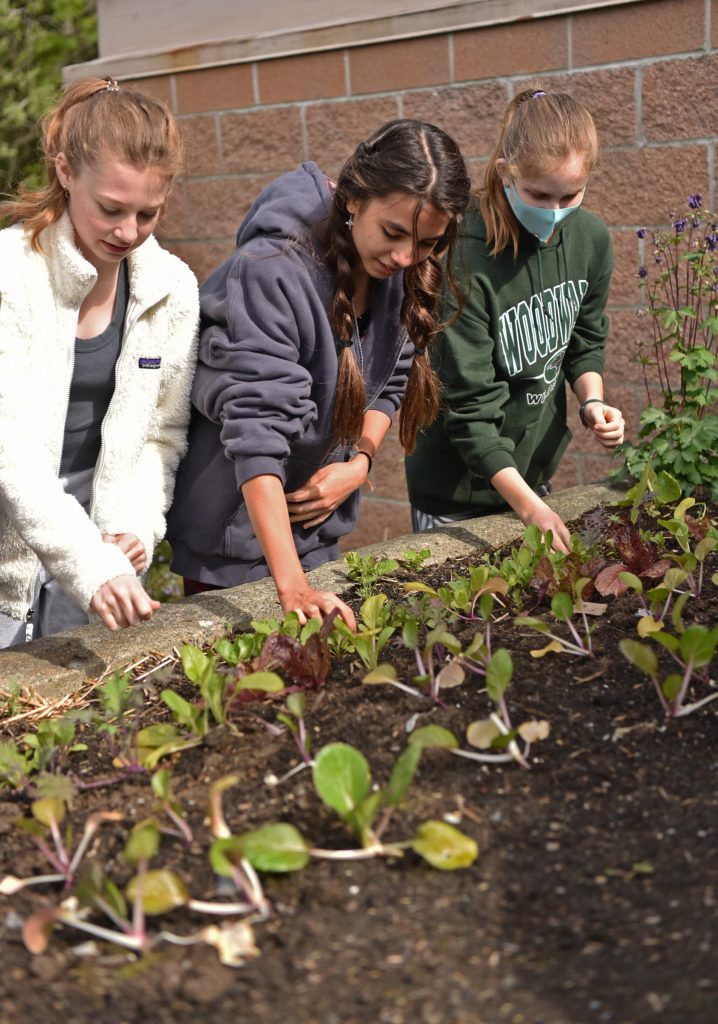 Students thinning seedlings.