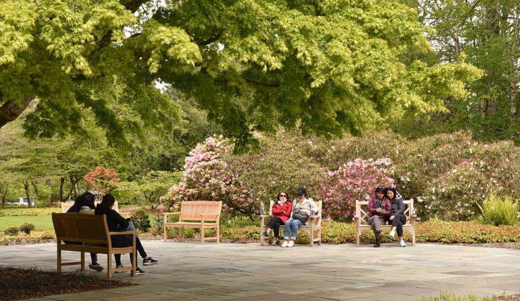 Nancy Treder/Bainbridge Island Review photos
Visitors gather in the renovated arrival plaza near the entrance of Bloedel Reserve.