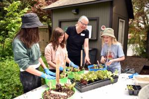 Nancy Treder/Bainbridge Island Review photos
Sakai Elementary School 5th grade students Sophie Garcia, Adelae Fell and Livia Paar learn how to plant a salad with Veg Club educator Carol Appenzeller at the Bainbridge Island Public Library.