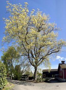 According to a Plants Map collection created by Sustainable Bainbridge, this red oak and its two neighbors, the sycamore and the American elm, were originally planted by horticulturalist Robert Cave. According to his notes, these three trees were bought as seedlings from Kew Gardens, London, and survived a long voyage around Cape Horn. At the time they were planted in 1903, this site was on the grounds of the Henry Knox Hall mansion. When last measured, the tree was 98 feet tall, and the canopy spread 110 feet. Nancy Treder/Bainbridge Island Review