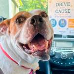 This dog is appropriately named Smiles. Humane Society Courtesy Photos