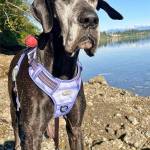 Aurora enjoys the cool by the water, although it's hard to tell.