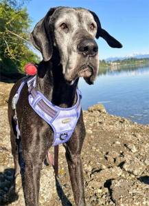 Aurora enjoys the cool by the water, although it's hard to tell.