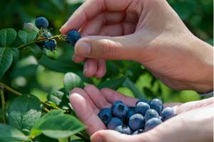 July 31 Blueberry tour canceled.