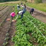 Volunteers picking strawberries.