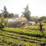 Early morning at the farm.