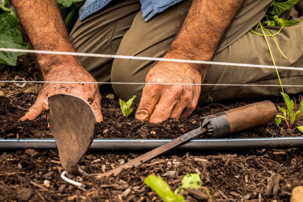 Planting seedlings.