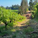A tractor on the Farm Trail adjacent to the Suyematsu Farm grape vines.