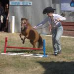 A 4-H participant leads her miniature horse around the course for the judges. Elisha Meyer/Bainbridge Island Review Photos