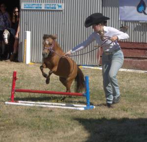 A 4-H participant leads her miniature horse around the course for the judges. Elisha Meyer/Bainbridge Island Review Photos