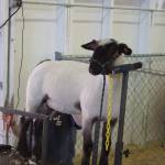 One of the caretakers of the sheep shears is almost done shearing this one.