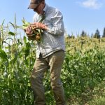Brian MacWhorter picks corn from his patch at Suyematsu Farm.