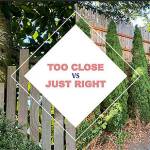 The big tree at left is too close to the fence and property line. The smaller species at right works.