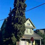 Drue Morris/Courtesy Photos
This huge tree was planted too close to the house, which could lead to damage to its foundation.