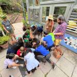 Students from Cherry Hill Academy in Bellevue learn to harvest potatoes. Nancy Treder/Bainbridge Island Review Photos