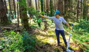 An area where trees are being thinned at Strawberry Hill Park. Courtesy Photo