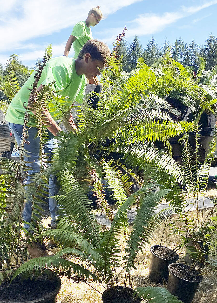 Student Conservation Corps members work with ferns at Strawberry Hill Park.