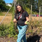 Tracy Lang picks hops that were originally planted in Ryderville on Bainbridge Island in the 1850s.