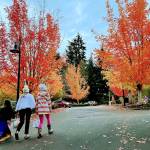 Kids walk up the hill to City Hall after collecting treats from businesses on Winslow Way.