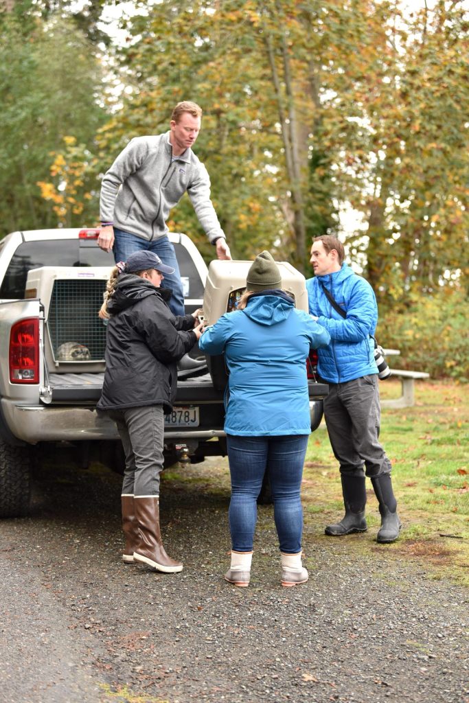 James Powell, SR3 Response Program manager, supervises the unloading of the seal pup cages at the Fort Ward boat launch.