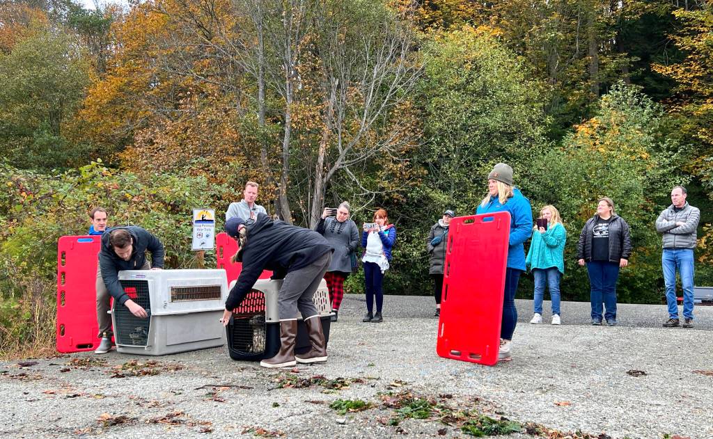 A dozen marine animal advocates attend the release of seal pups.
