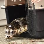 Ready for the open water. Nancy Treder/Kitsap News Group Photos